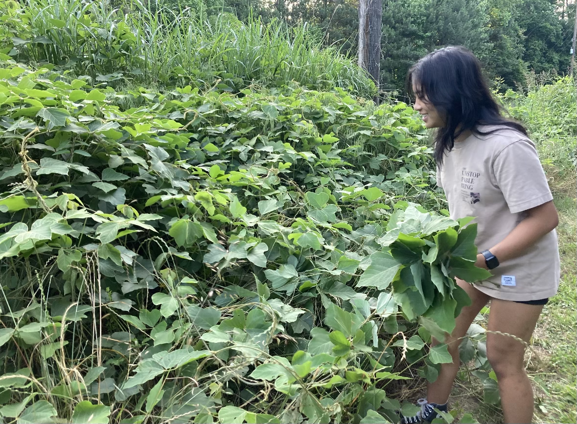 Student collecting kudzu from a large area covered in kudzu